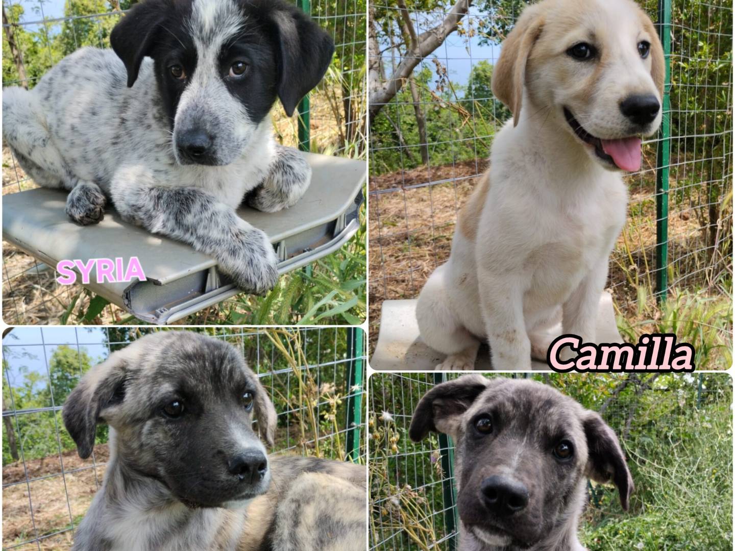 Adozione cane, maschio, Razza sconosciuta Razza sconosciuta, 3 mesi, taglia media, Vibo