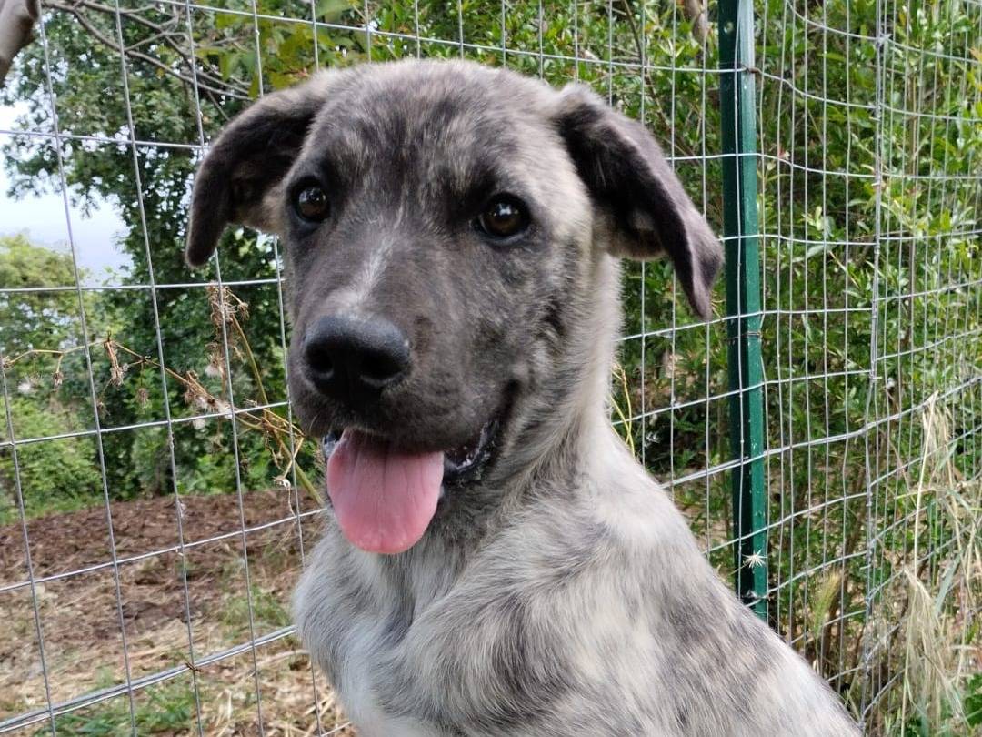 Adotta un cane, taglia media, maschio, Vibo