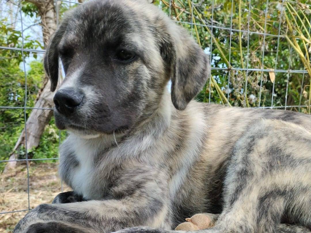 Vuoi adottare un cane a Vibo?