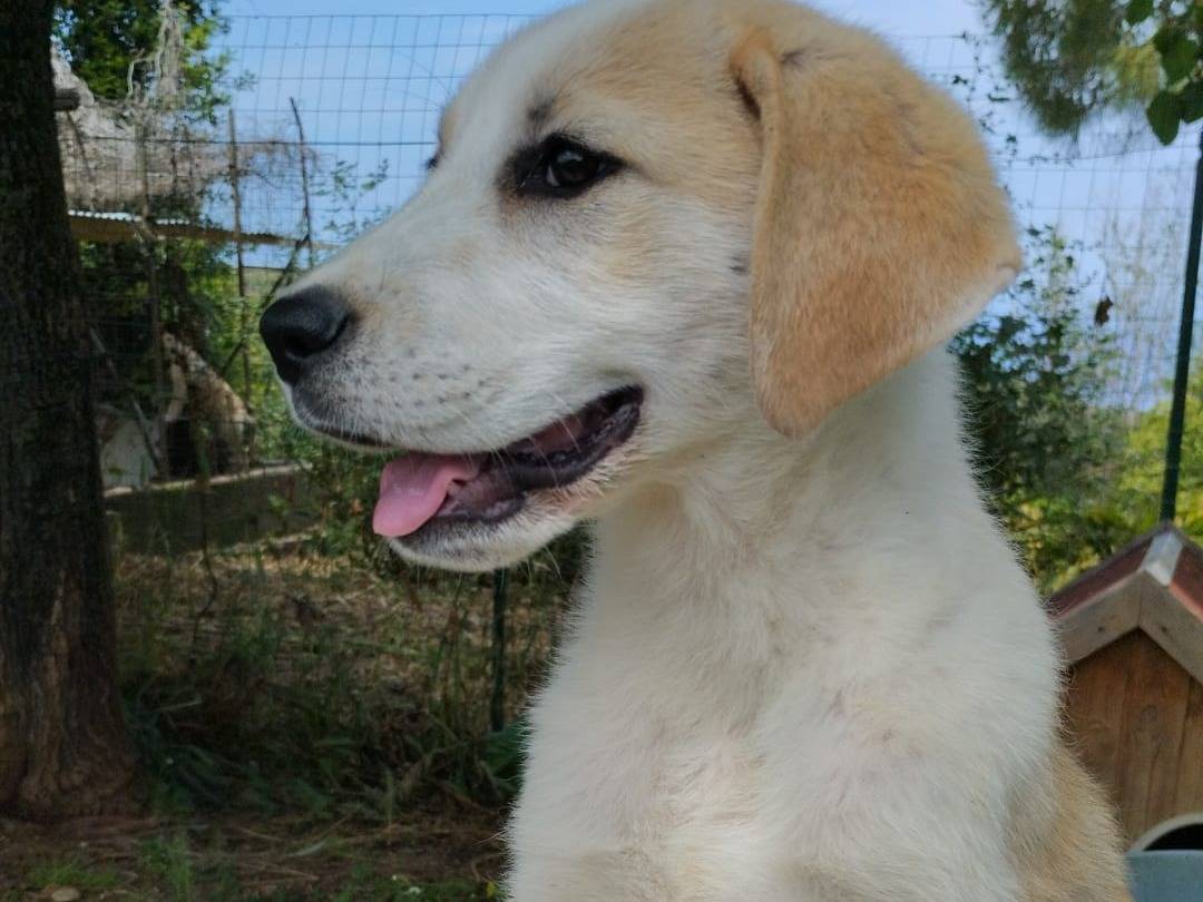 Adotta il cane ASPETTANO UNA MAMMA  a Vibo