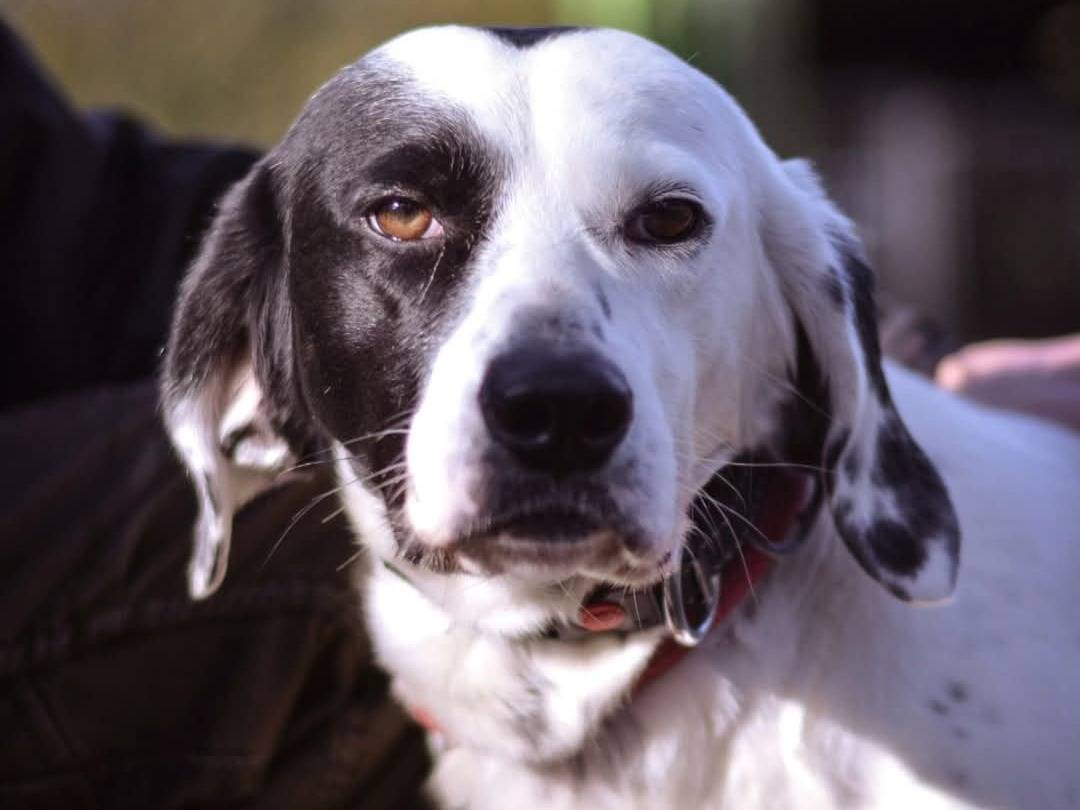 Foto dell'animale