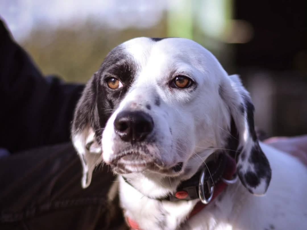 Adotta un cane, maschio, 2 anni  e 1 mese, Torino