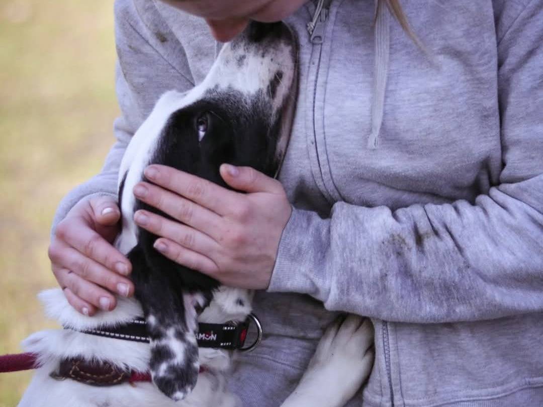 Adotta un cane, taglia media, maschio, Torino