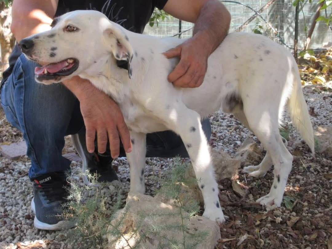Vuoi adottare un cane a Torino?