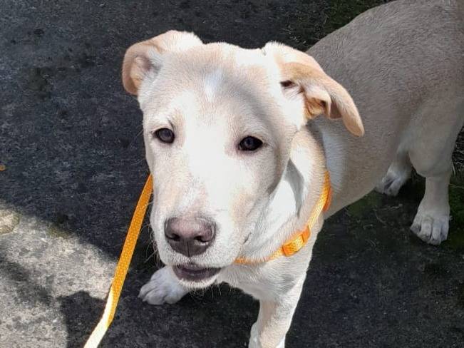 Vuoi adottare un cane a Vibo?