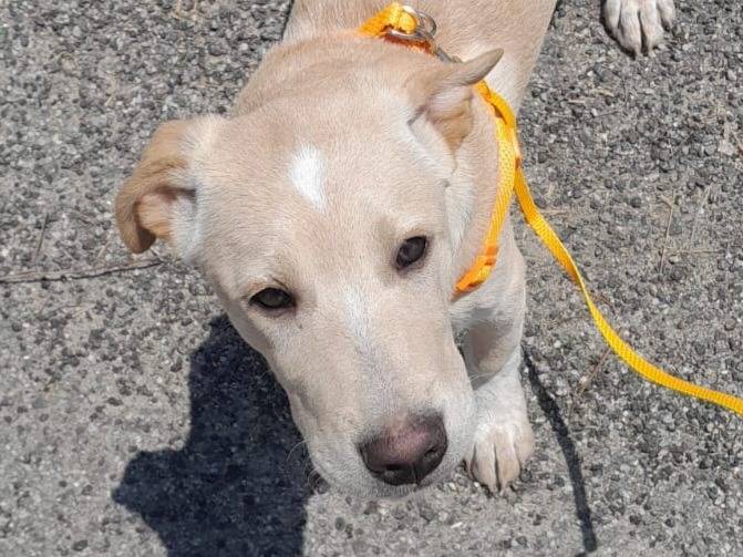 Adotta il cane MIA ASPETTA UNA MAMMA  a Vibo