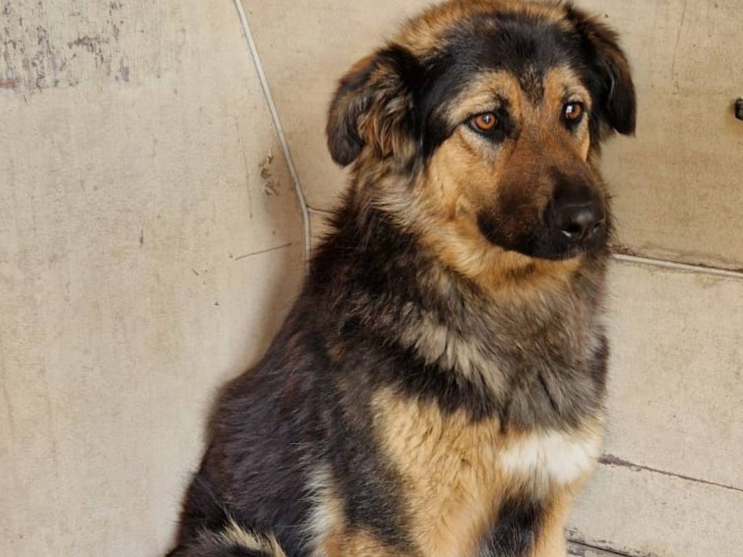 Adotta un cane, taglia grande, femmina, Taranto