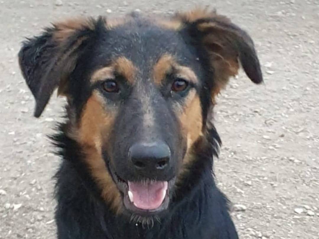 Vuoi adottare un cane a Taranto?