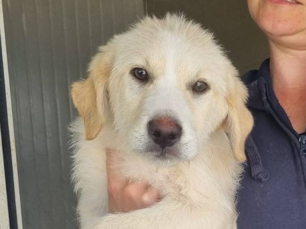 Adozione cane, maschio, Razza sconosciuta Razza sconosciuta, 1 anno e 1 mese, taglia media, Piacenza