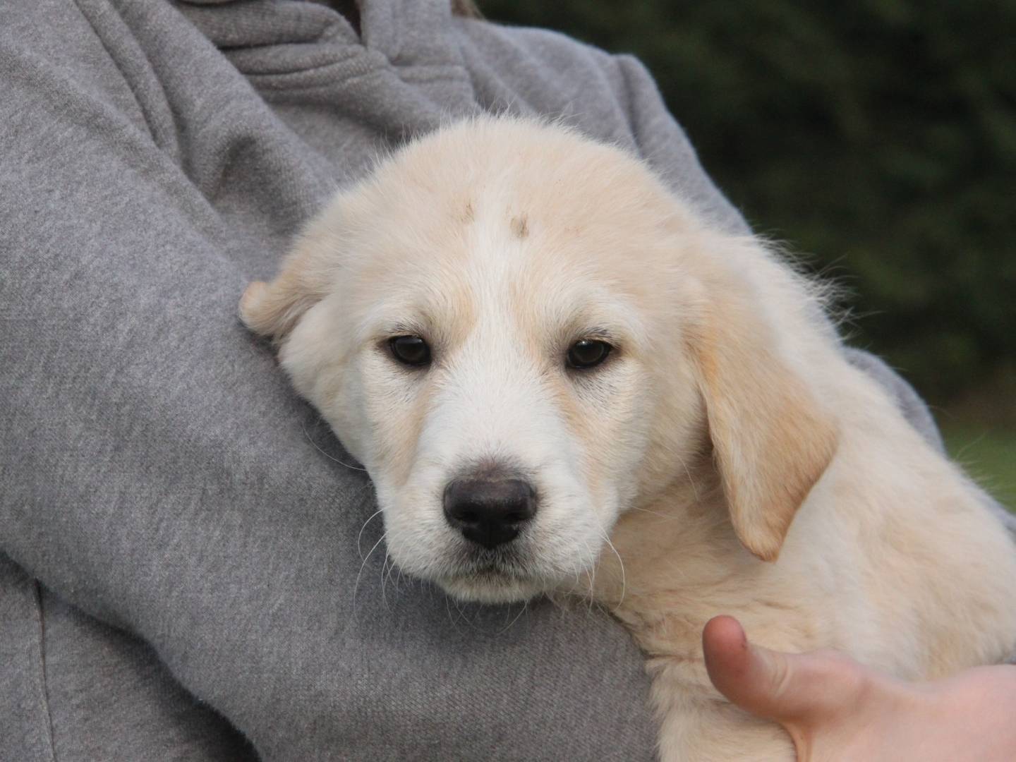 Adotta un cane, maschio, 1 anno e 1 mese, Piacenza