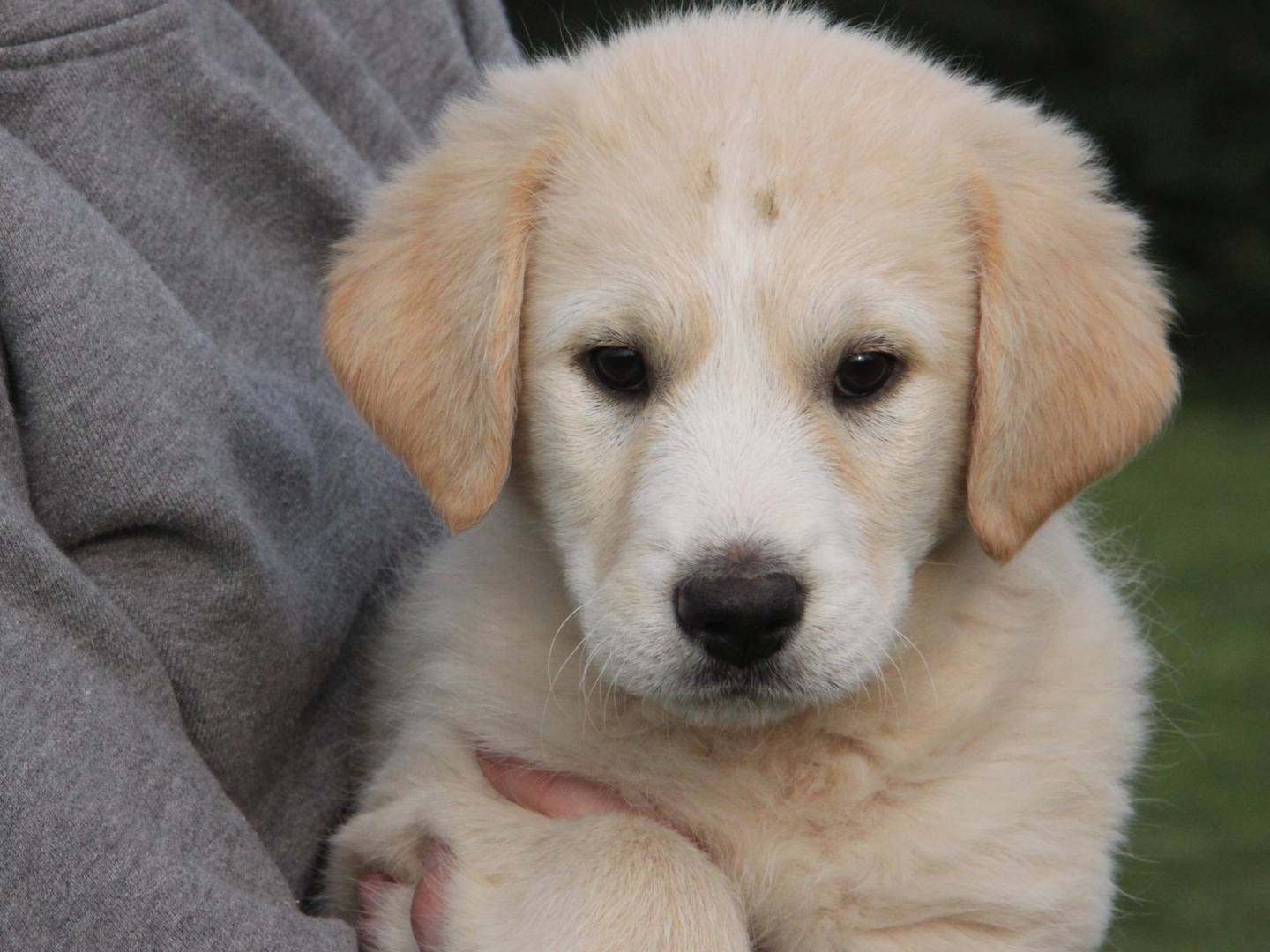 Adotta un cane, taglia media, maschio, Piacenza