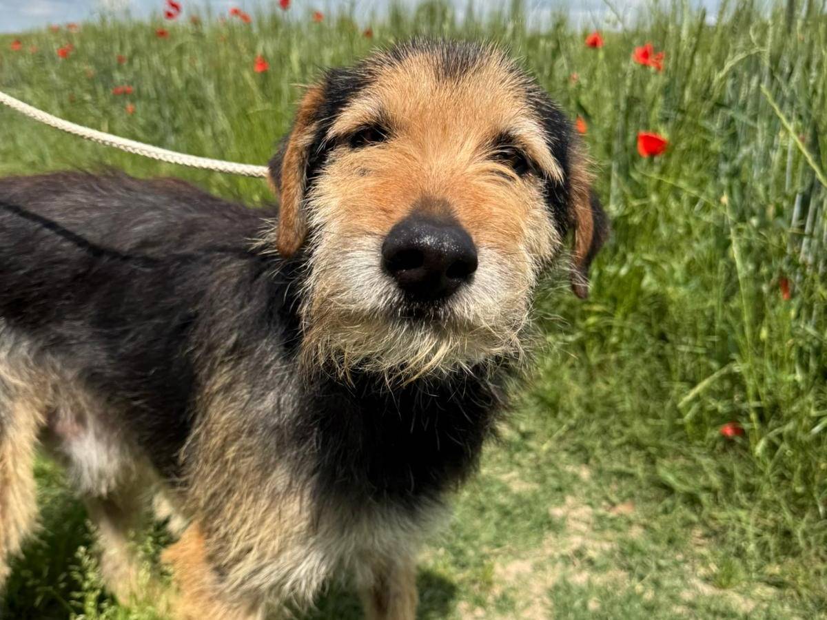 Adozione cane, maschio, Spinone Razza sconosciuta, 3 anni , taglia media, Matera