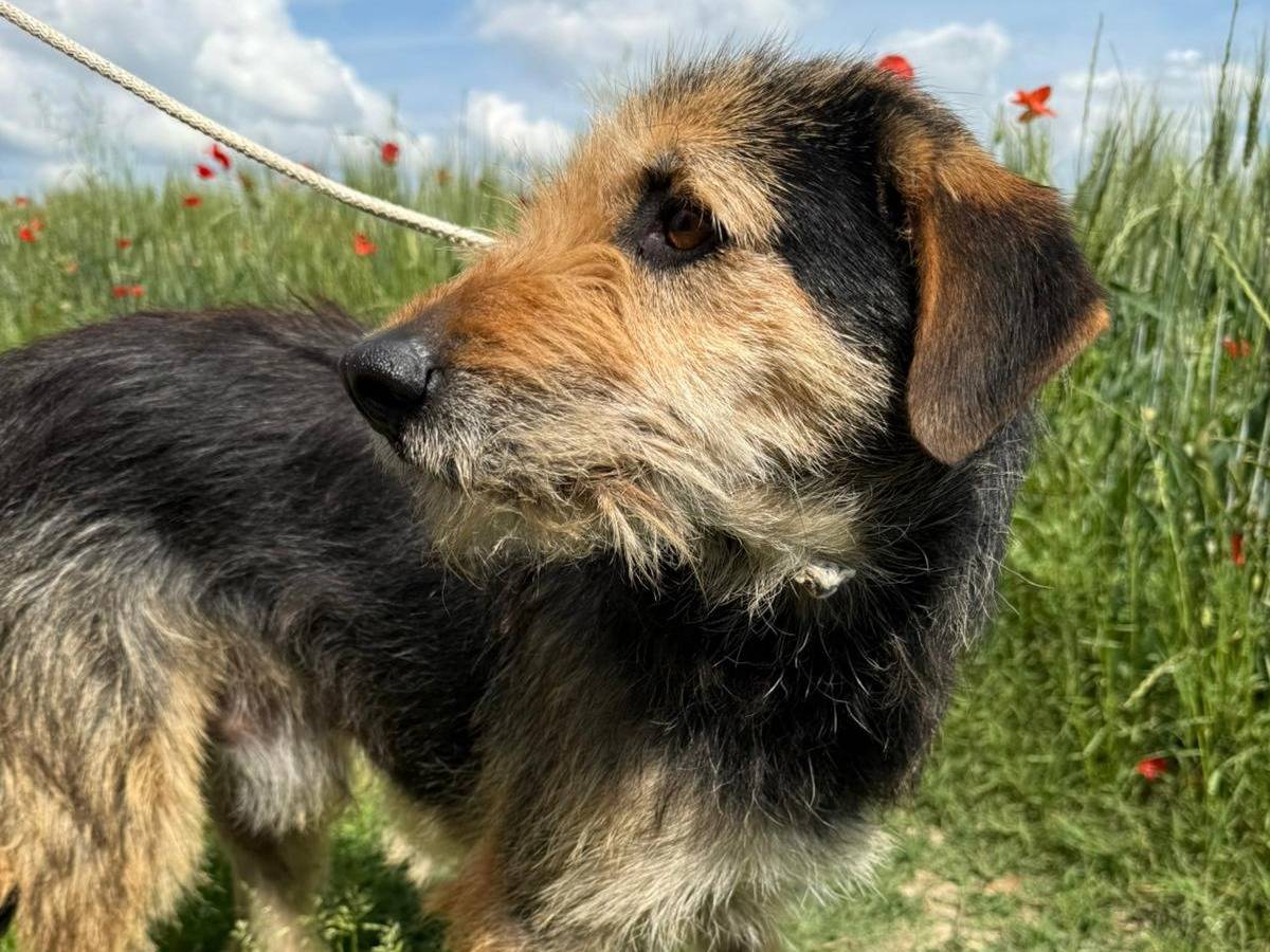 Adotta un cane, maschio, 3 anni , Matera