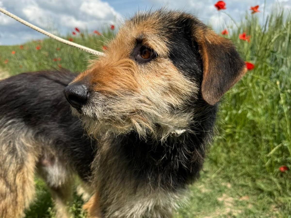 Vuoi adottare un cane a Matera?