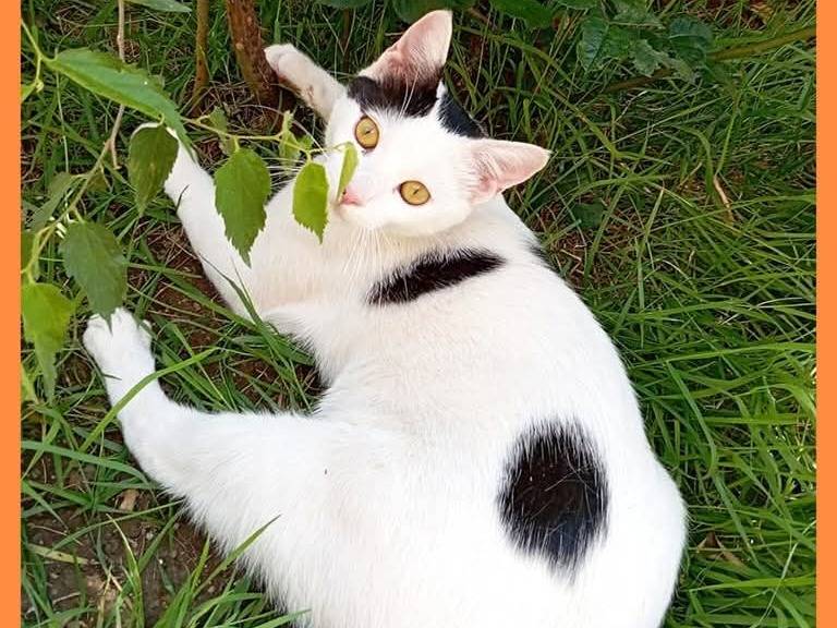 Adozione gatto, maschio, Razza sconosciuta Razza sconosciuta, 7 mesi, taglia non valida, Torino