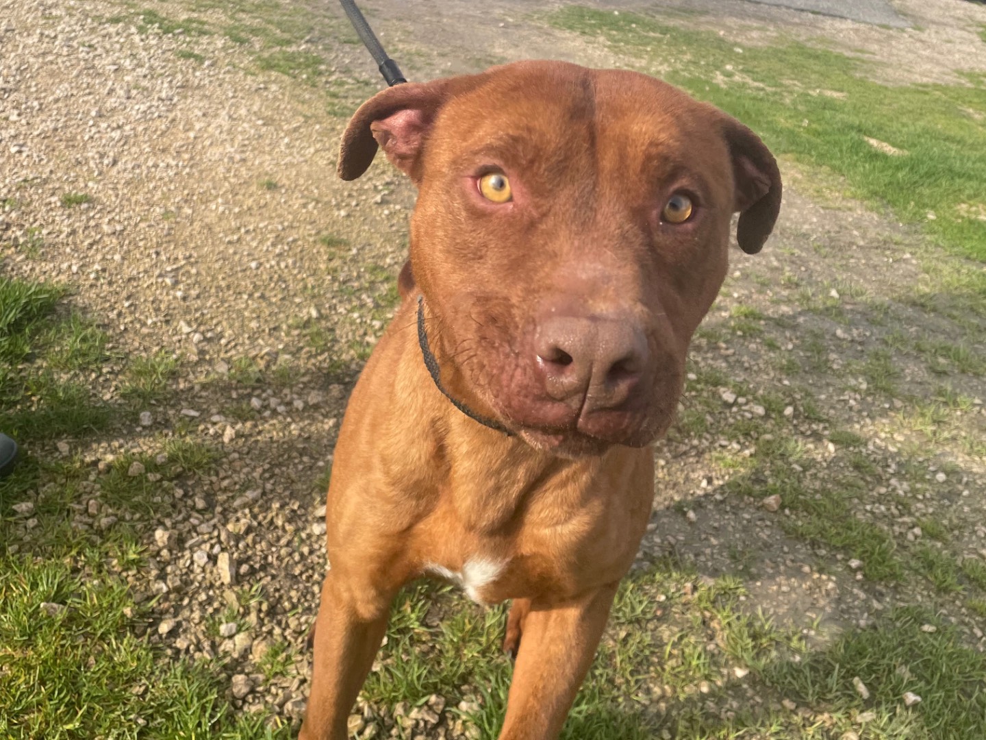Adotta un cane, taglia media, maschio, Latina