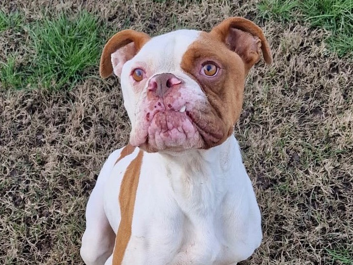 Adozione cane, maschio, Boxer Razza sconosciuta, 5 anni  e 1 mese, taglia media, Latina