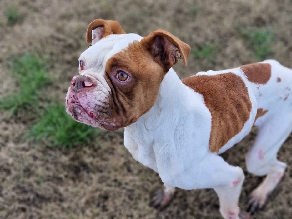 Adotta un cane, maschio, 5 anni  e 1 mese, Latina