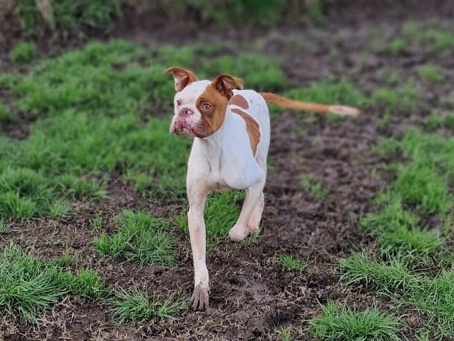 Adotta un cane, taglia media, maschio, Latina