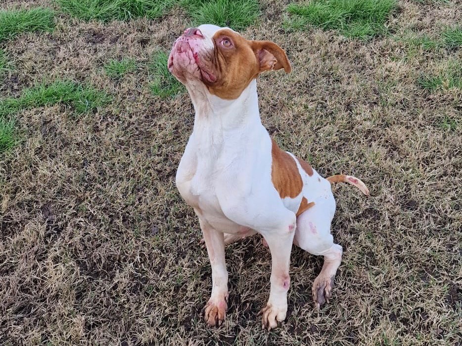 Adotta il cane Patrizio Oliva a Latina
