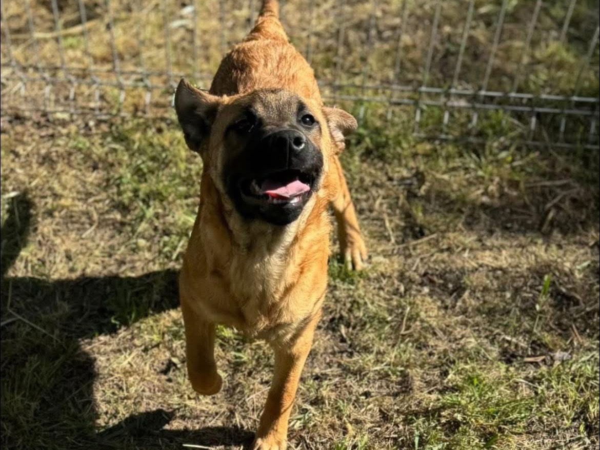Foto dell'animale