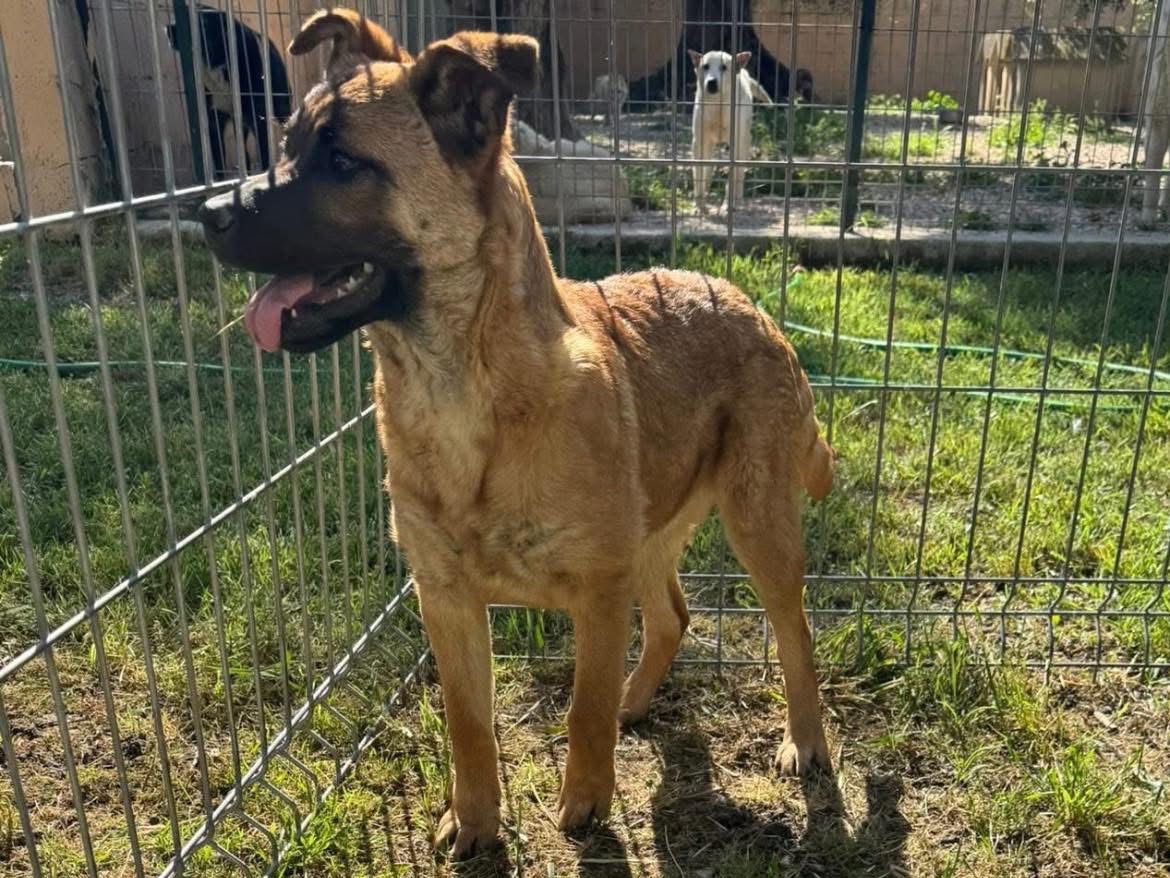Adotta un cane, femmina, 3 mesi, Matera
