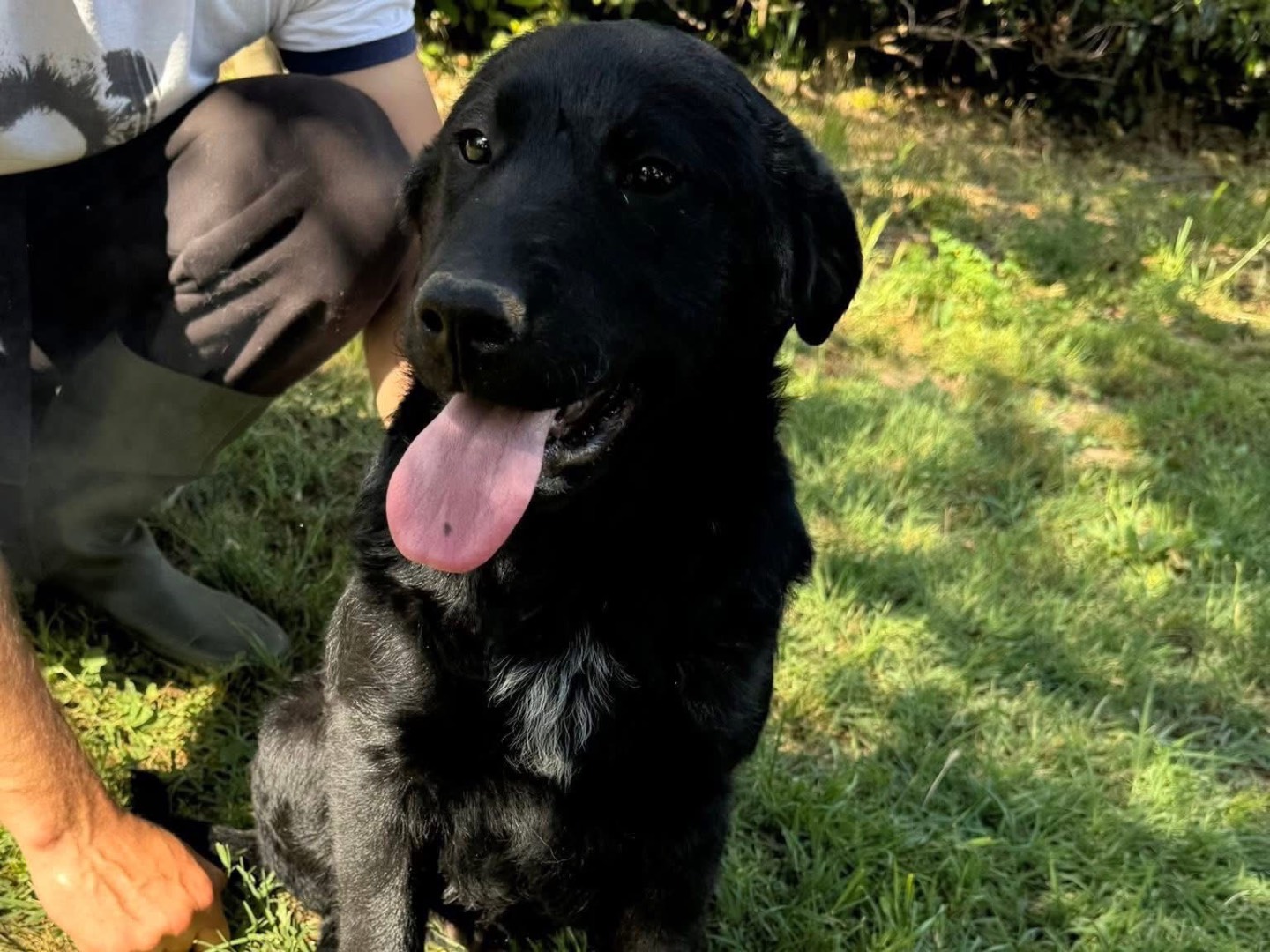 Adozione cane, maschio, Labrador Retriever Pastore tedesco, 3 mesi, taglia grande, Matera