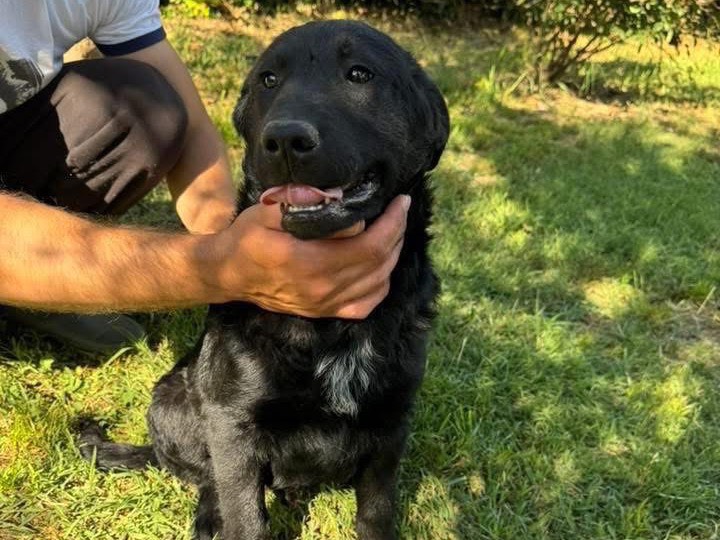 Adotta un cane, maschio, 3 mesi, Matera
