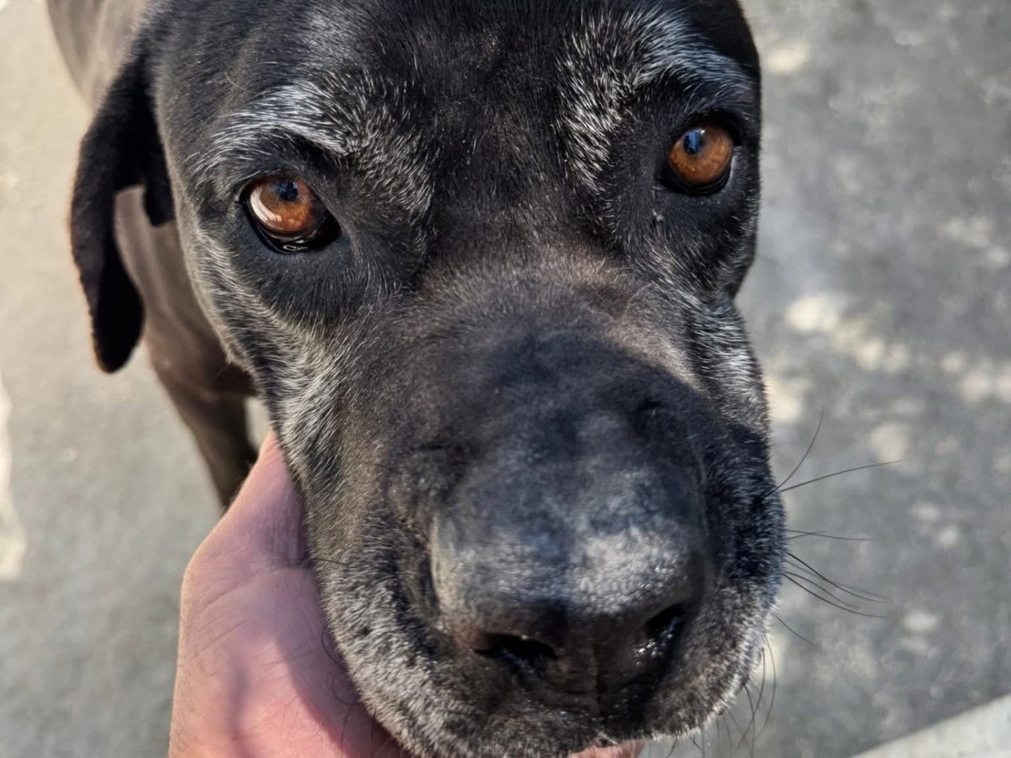 Adotta un cane, femmina, 4 anni  e 4 mesi , Matera