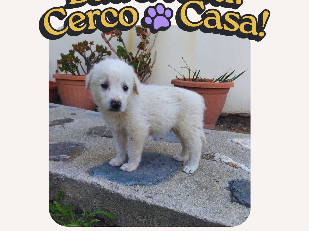 Adotta un cane, maschio, 1 mesi, Salerno