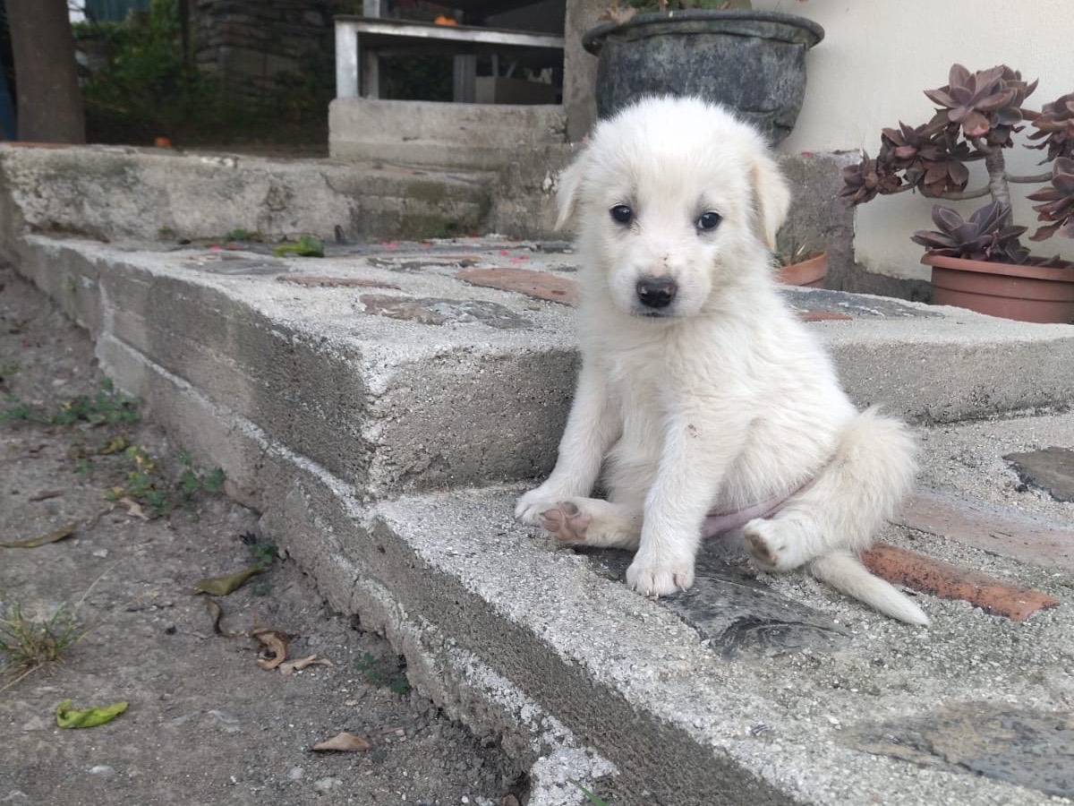 Adozione cane, maschio, Razza sconosciuta Razza sconosciuta, 1 mesi, taglia media, Salerno