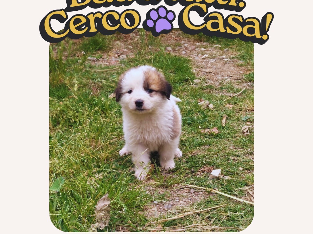 Adotta un cane, maschio, 1 mesi, Salerno