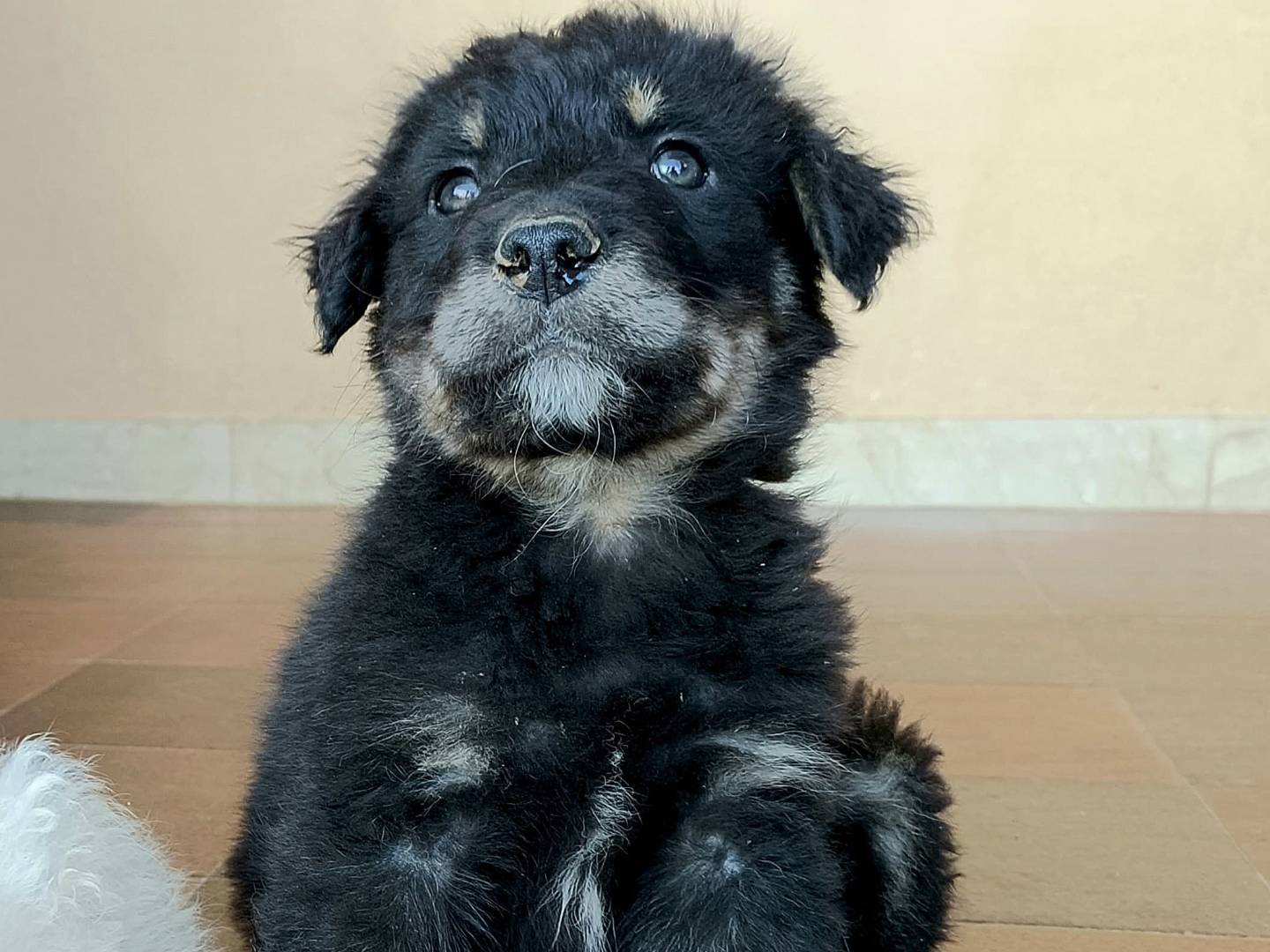 Adotta un cane, maschio, 3 mesi, Palermo