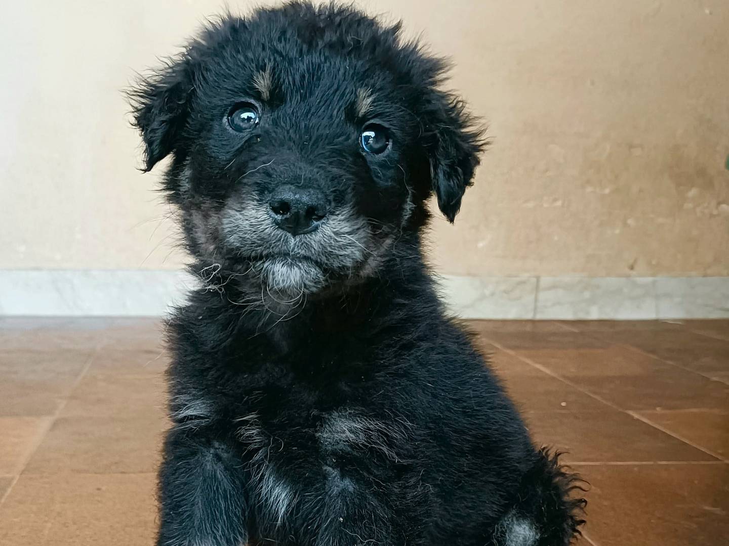 Adotta un cane, taglia media, maschio, Palermo
