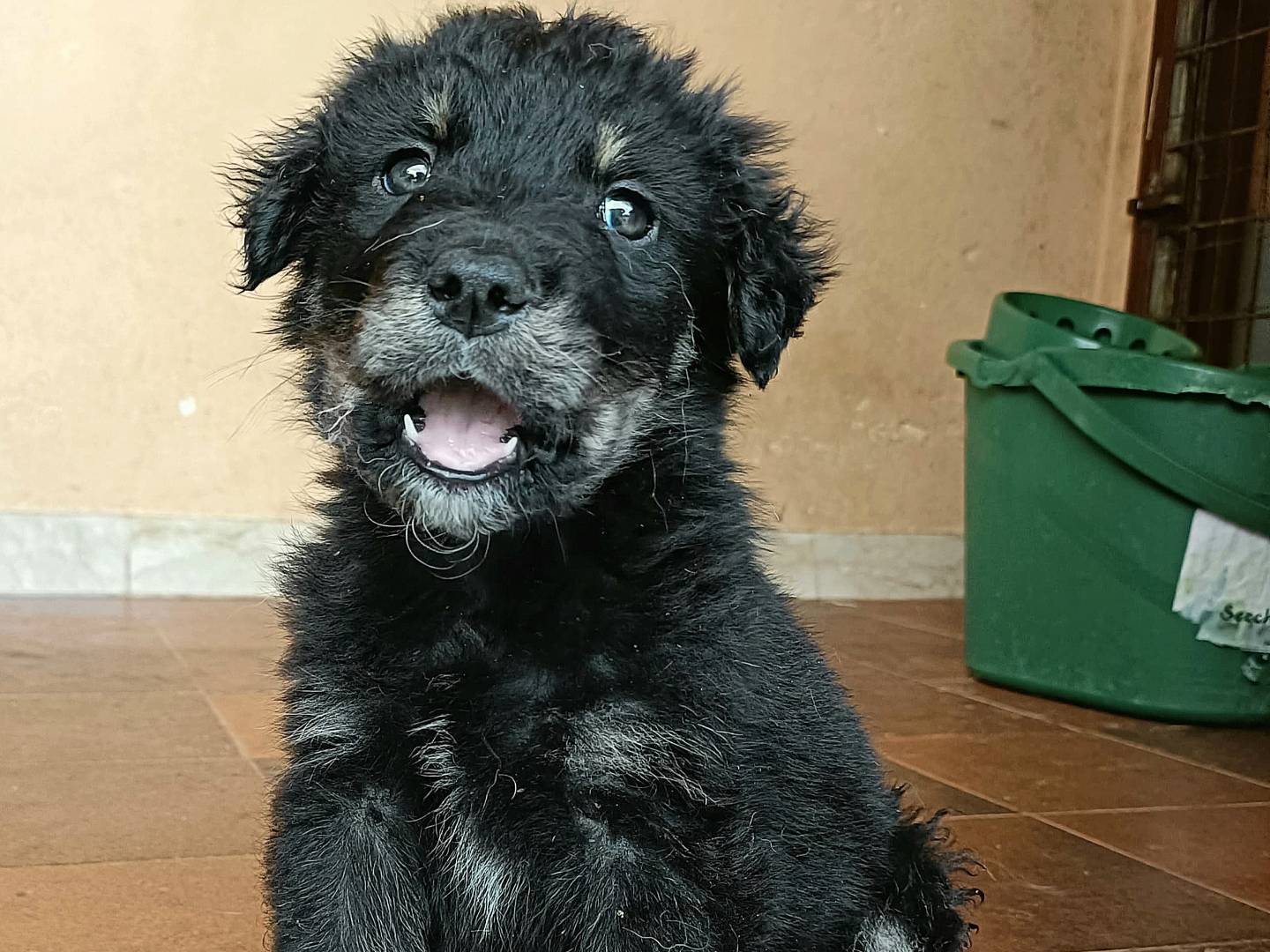 Vuoi adottare un cane a Palermo?