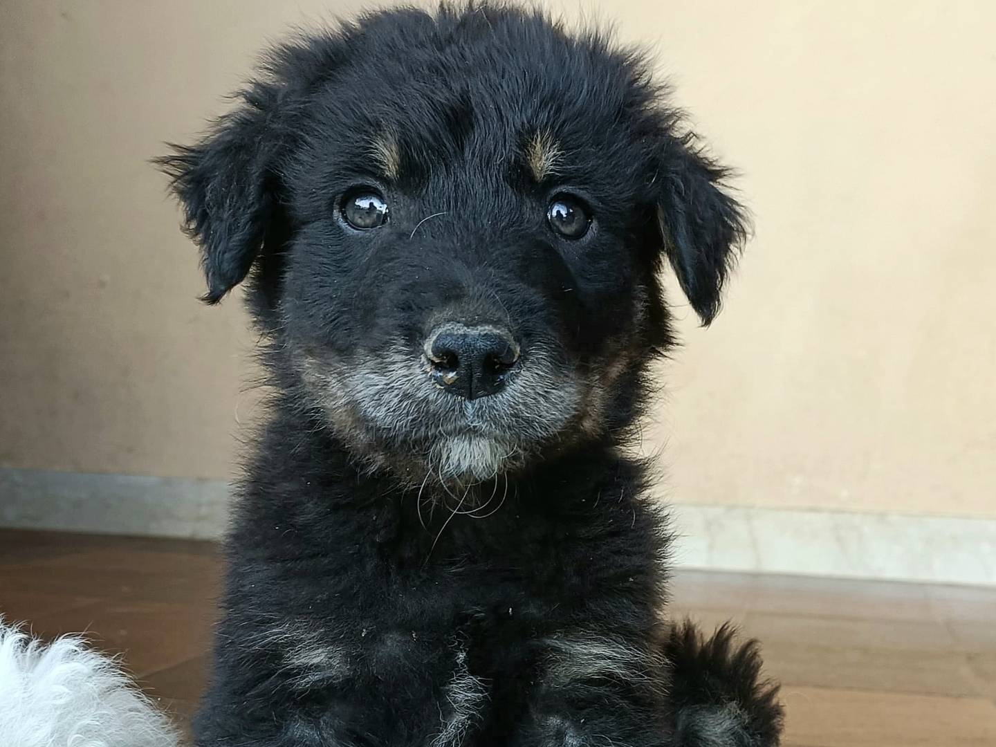 Adotta il cane Brunello  a Palermo
