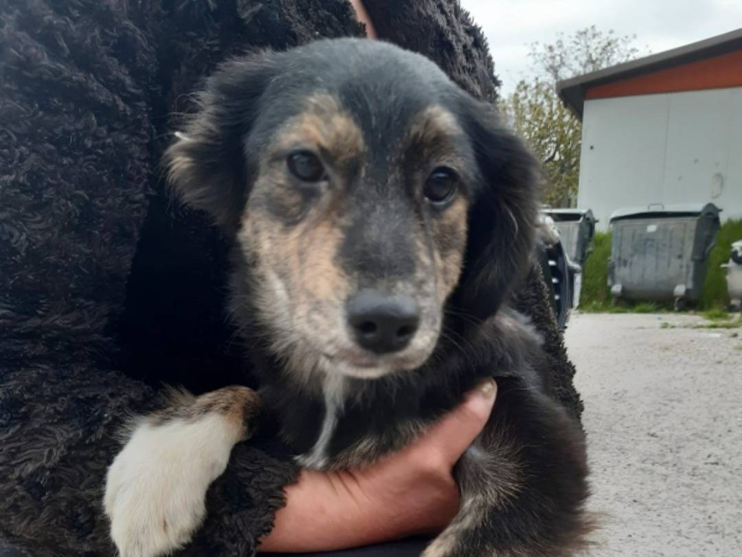 Adotta un cane, femmina, 3 mesi, Pavia