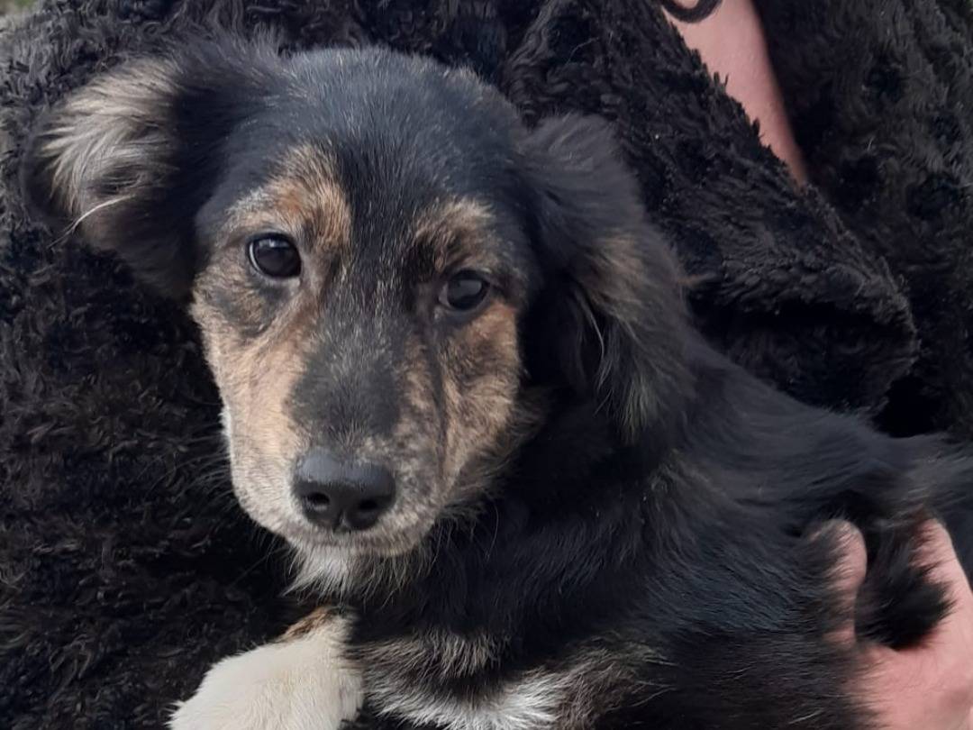 Adotta un cane, taglia media contenuta, femmina, Pavia
