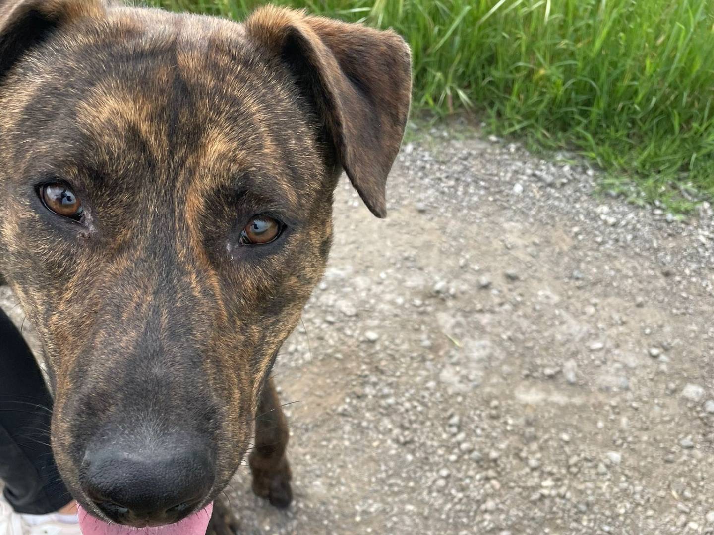Adotta un cane, maschio, 10 mesi, Brescia