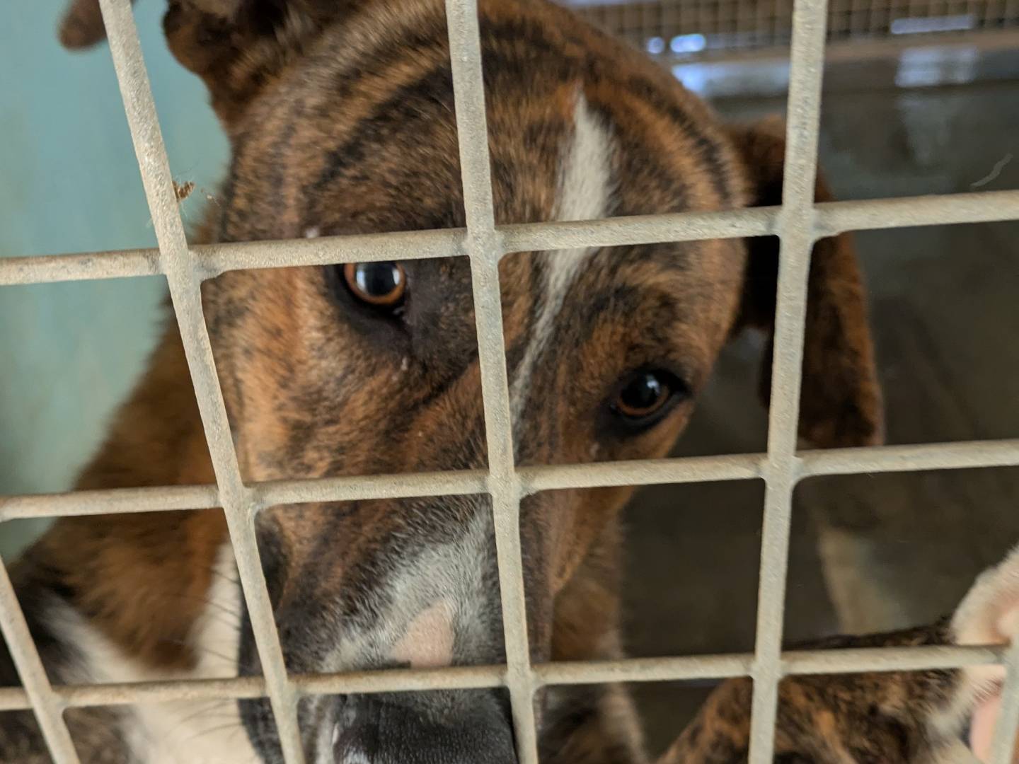 Adotta un cane, maschio, 11 mesi, Brescia