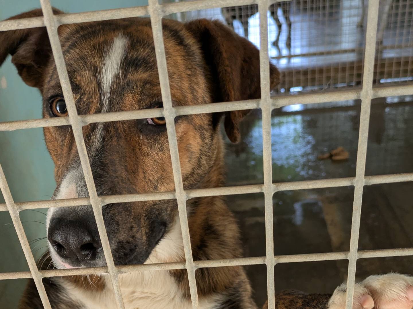 Adotta un cane, taglia media, maschio, Brescia