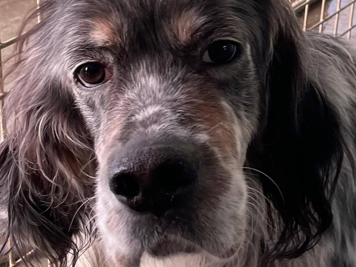 Adozione cane, maschio, Setter Inglese Razza sconosciuta, 7 anni  e 2 mesi , taglia media, Brescia