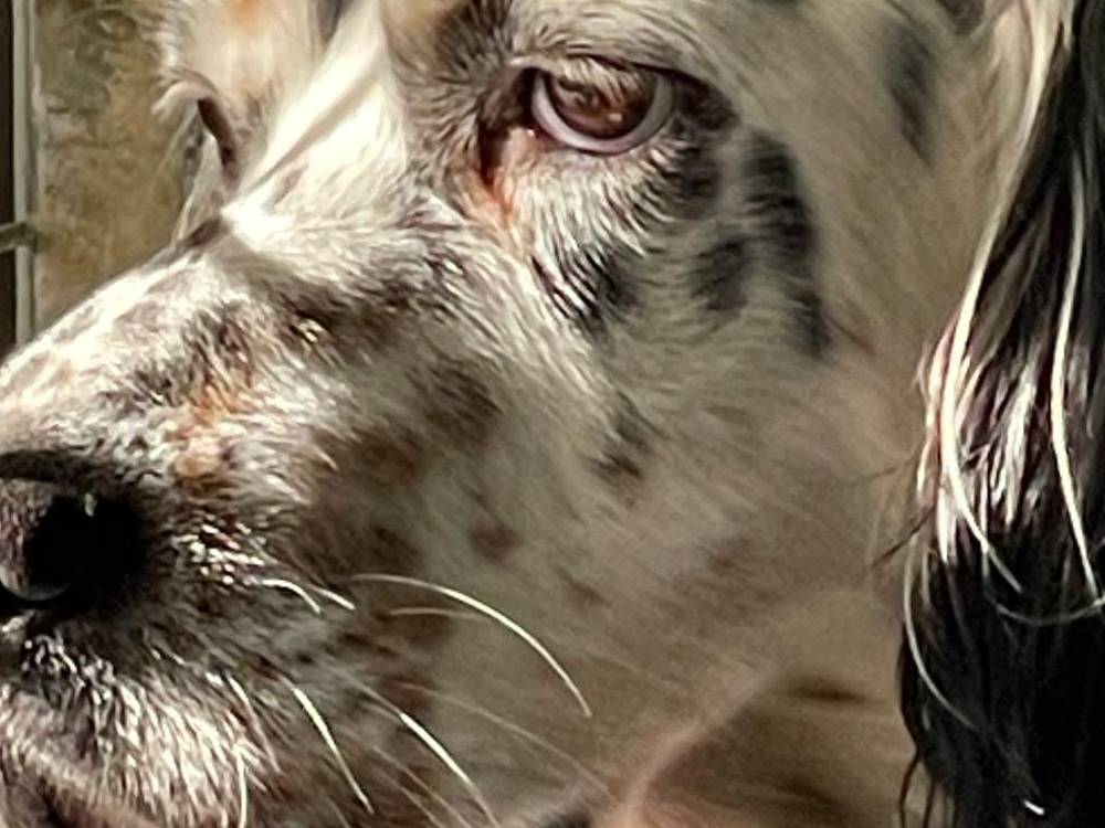 Adotta un cane, maschio, 5 anni  e 9 mesi , Brescia