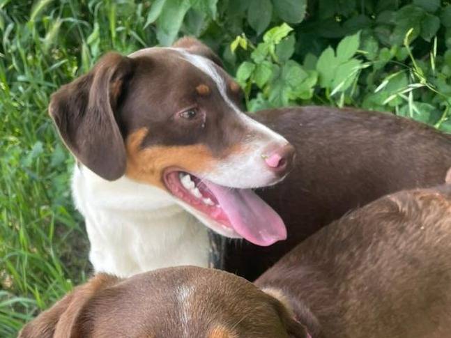 Adotta un cane, femmina, 8 mesi, Brescia