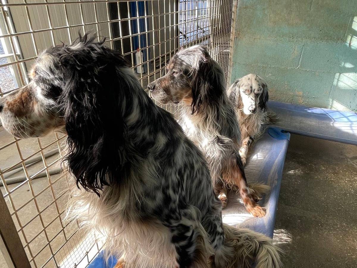 Adotta un cane, maschio, 6 anni  e 8 mesi , Brescia