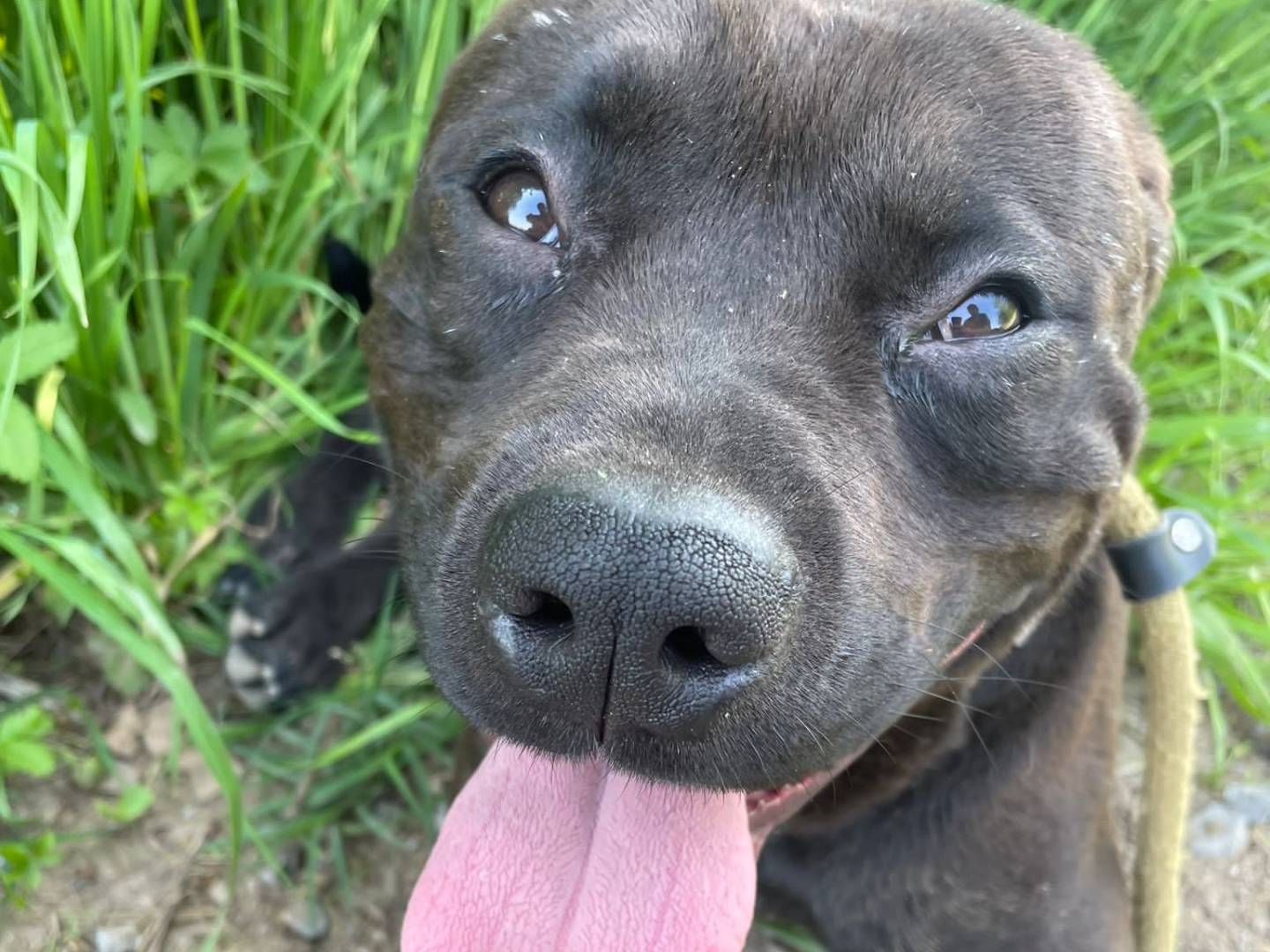 Adotta un cane, maschio, 2 anni  e 4 mesi , Brescia