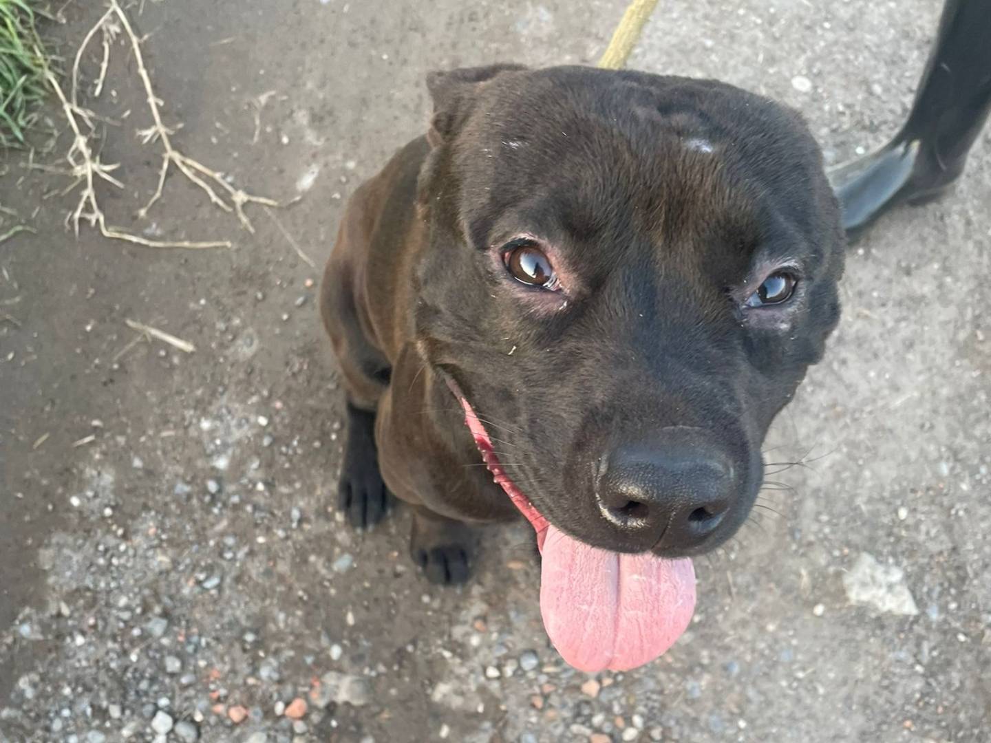 Adotta un cane, taglia media, maschio, Brescia