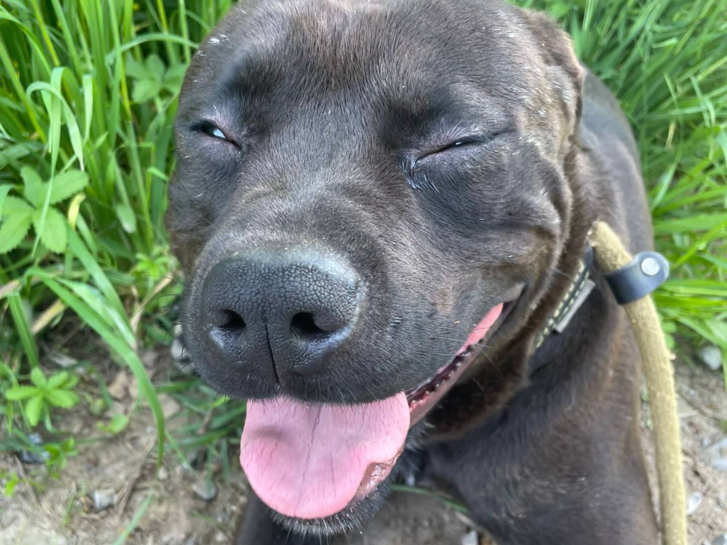 Vuoi adottare un cane a Brescia?