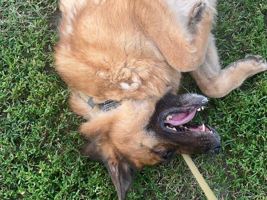 Adotta un cane, femmina, 6 anni  e 1 mese, Brescia