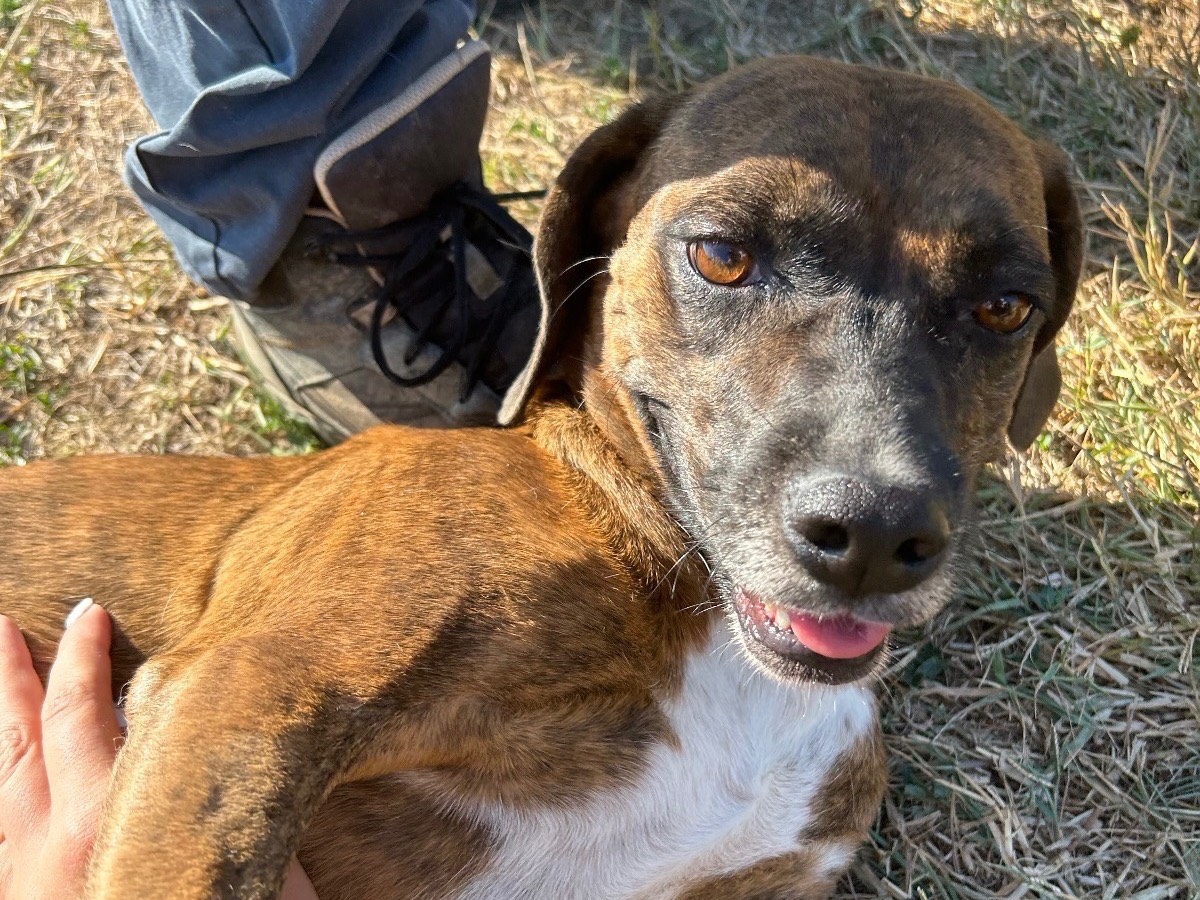 Adotta un cane, femmina, 6 anni  e 4 mesi , Latina